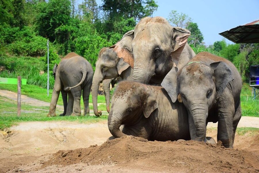 From Chiang Mai: Elephant Care Program and Nursery Tour - What the $53 price really includes