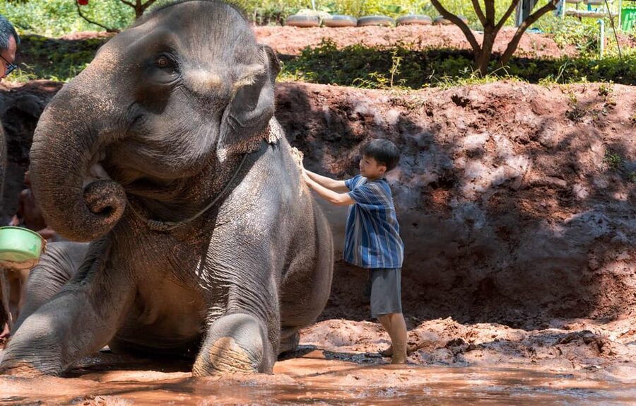 From Chiang Mai: Kerchor Eco Elephant Park Tour - Who will get the most from this tour