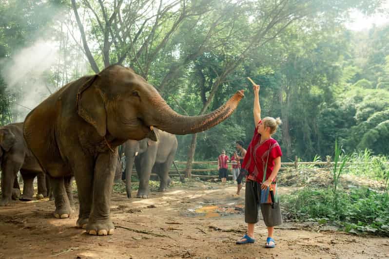 From Chiang Mai: Kerchor Eco Elephant Park Tour - A half-day with elephants, not a rushed photo stop