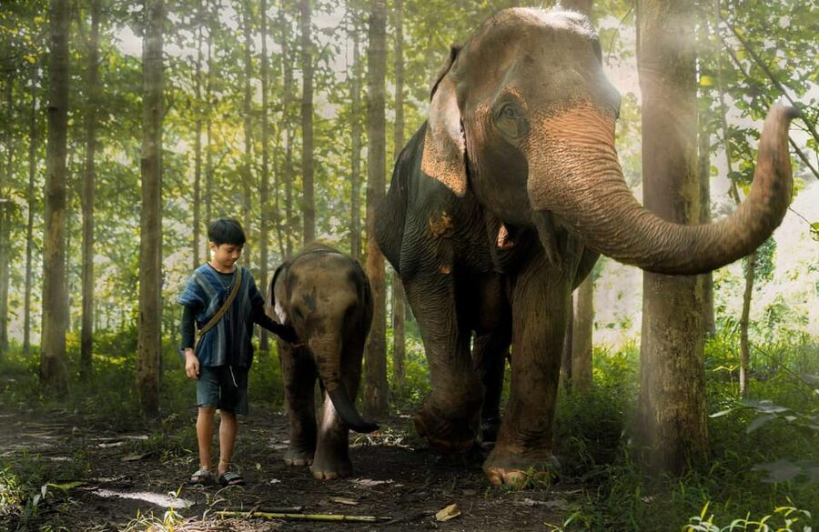 From Chiang Mai: Kerchor Eco Elephant Park Tour - Learning how Kerchor cares for its elephants