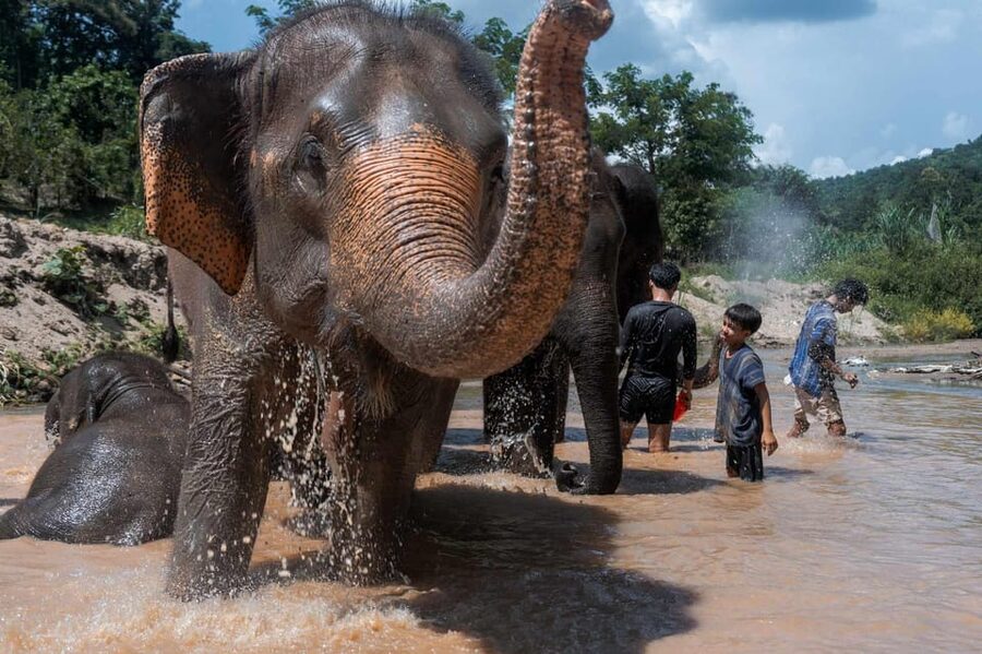 From Chiang Mai: Kerchor Eco Elephant Park Tour - Feeding elephants, including the babies
