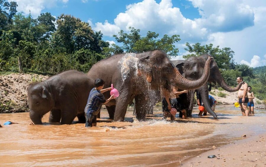 From Chiang Mai: Kerchor Eco Elephant Park Tour - Walking beside elephants in the park