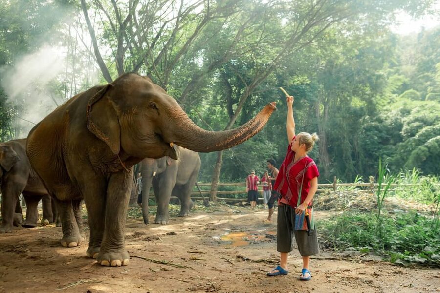 From Chiang Mai: Kerchor Eco Elephant Park Tour - Mud, stream water, and a proper change of clothes