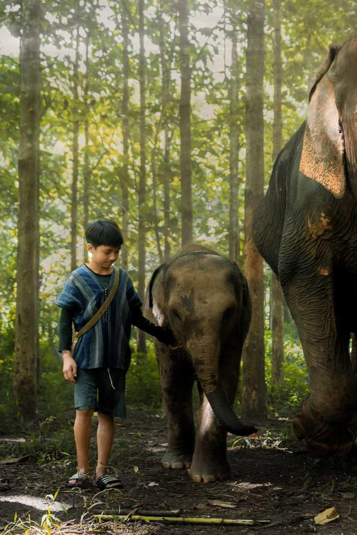 From Chiang Mai: Kerchor Eco Elephant Park Tour - Thai lunch in a quiet setting