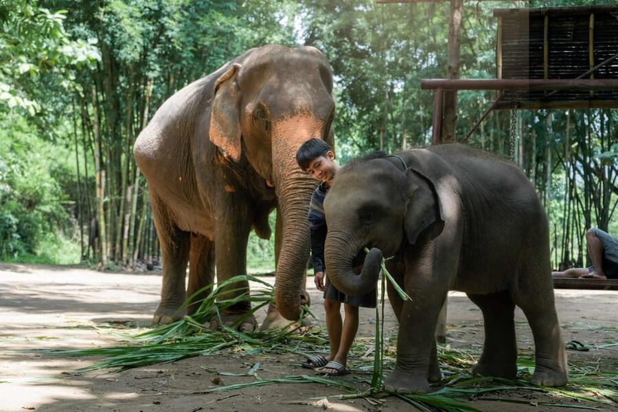 From Chiang Mai: Kerchor Eco Elephant Park Tour - Group size, guides, and the feel of the visit
