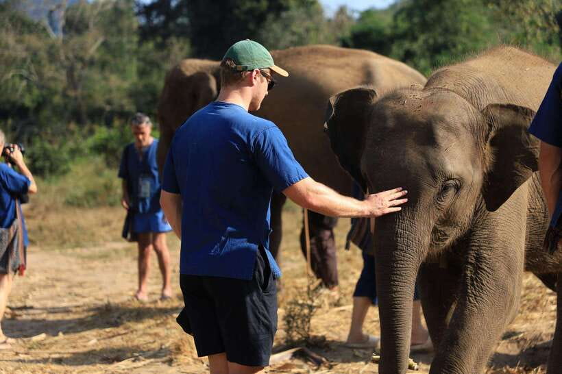 From Chiang Mai: Living Green Elephant Sanctuary Tour - Feeding elephants in their own time