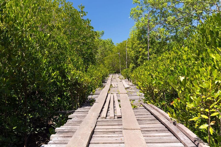 From Ko Lanta: Mangrove Eco-Excursion by Longtail Boat - Lunch beside the mangrove water