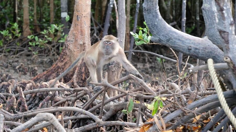 From Ko Lanta: Mangrove Eco-Excursion by Longtail Boat - What the price includes at $28
