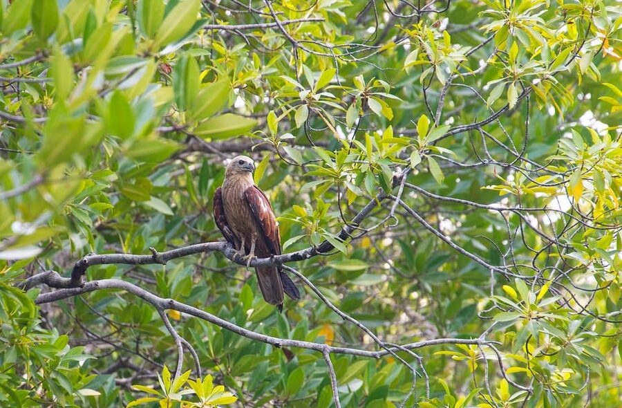 From Ko Lanta: Mangrove Eco-Excursion by Longtail Boat - Pickup timing and the one serious caution