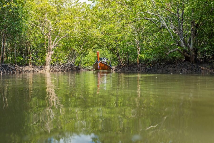 From Ko Lanta: Mangrove Eco-Excursion by Longtail Boat - Who should book this mangrove outing?
