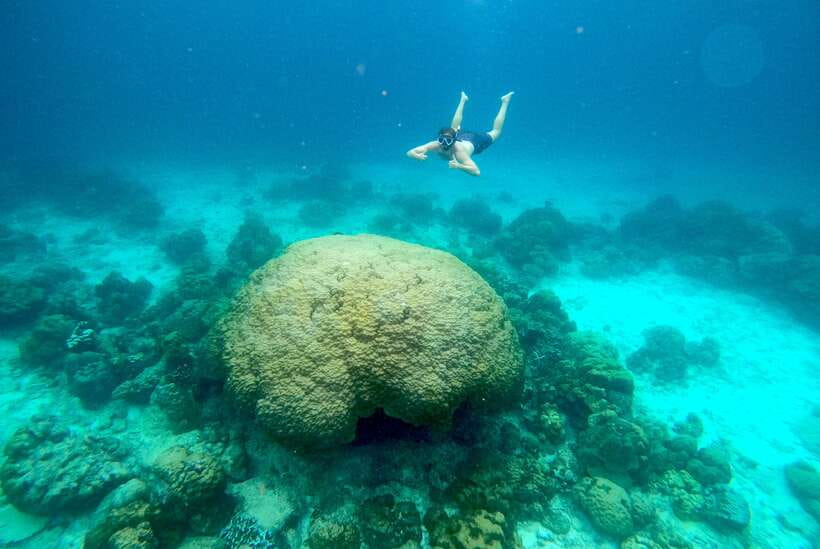 From Koh Lanta: Koh Haa & Koh Rok Snorkel Tour by Speedboat - What the snorkeling is really like