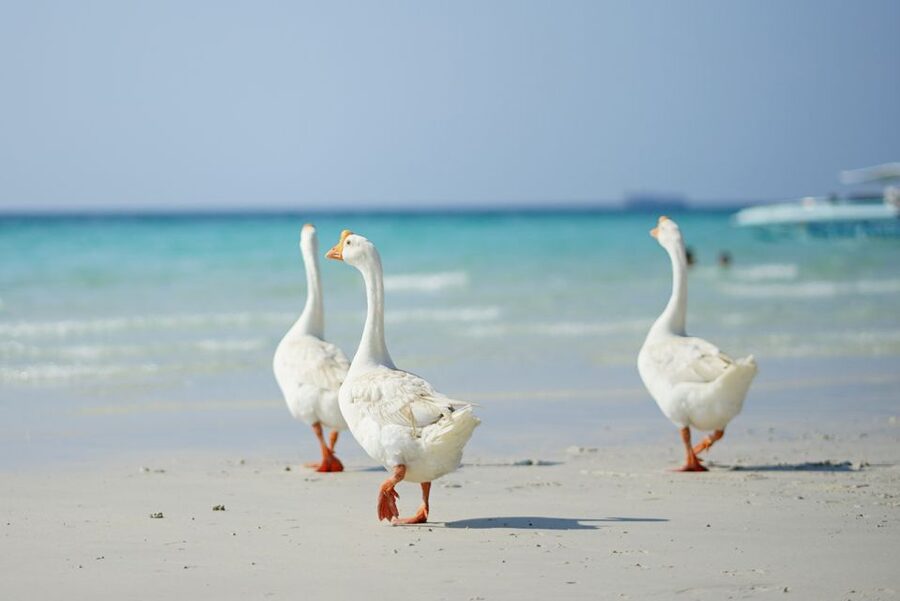 From Pattaya/Bangkok: Island Day Trip with Beach Activities - What this Coral Island day is really like