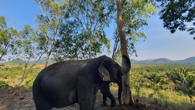 From Pattaya: Living Green Elephant Sanctuary Day Trip - Key things to know before you book