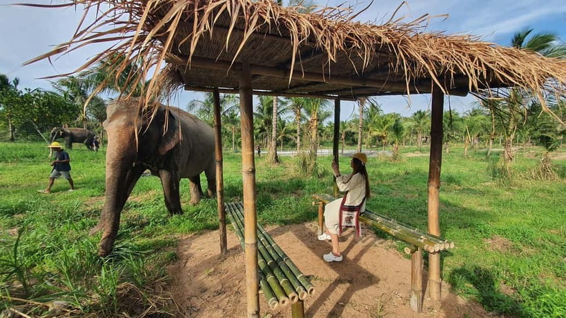 From Pattaya: Living Green Elephant Sanctuary Day Trip - From Pattaya to the hills of Chonburi
