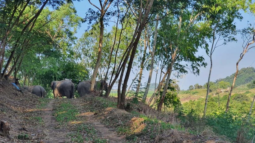 From Pattaya: Living Green Elephant Sanctuary Day Trip - Feeding time, with bananas and sugar cane