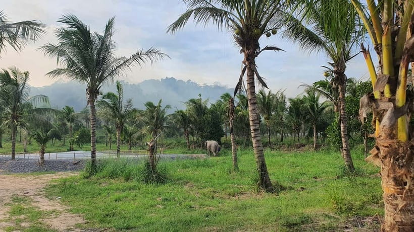 From Pattaya: Living Green Elephant Sanctuary Day Trip - Walking the forest paths beside the herd