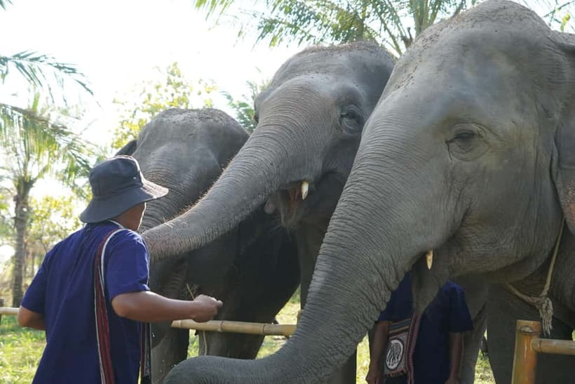 From Pattaya: Living Green Elephant Sanctuary Day Trip - Bathing with the elephants, only on their terms