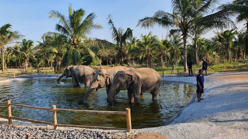 From Pattaya: Living Green Elephant Sanctuary Day Trip - Pad Thai, watermelon, and a welcome rest