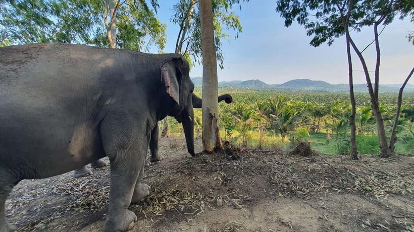 From Pattaya: Living Green Elephant Sanctuary Day Trip - Is $57 a fair price from Pattaya?