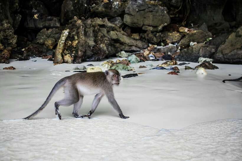 From Phi Phi: Full Day 7 Island Tour by Longtail with Sunset - Getting to the boat at 10:30 AM
