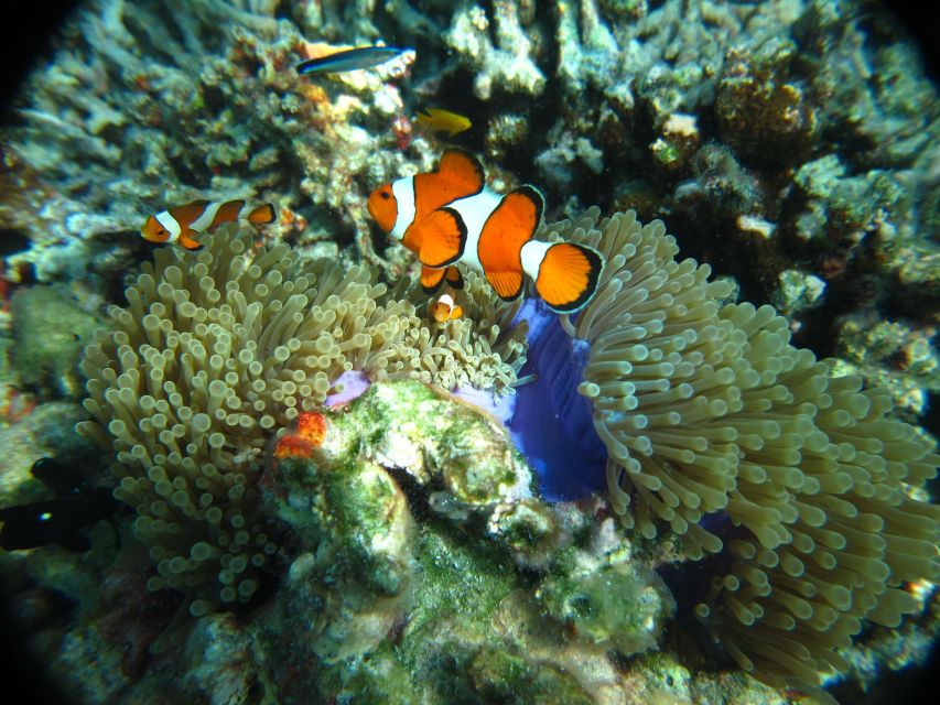 From Phi Phi: Full Day Snorkeling Trip by Longtail Boat - Sunset and glowing plankton after dark