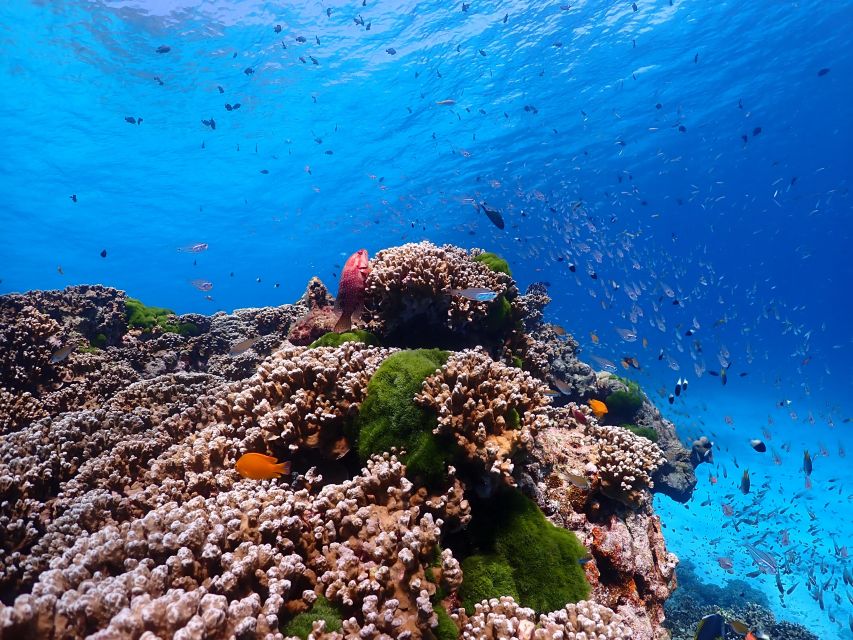 From Phi Phi: Full Day Snorkeling Trip by Longtail Boat - Loh Samah and Maya Bay