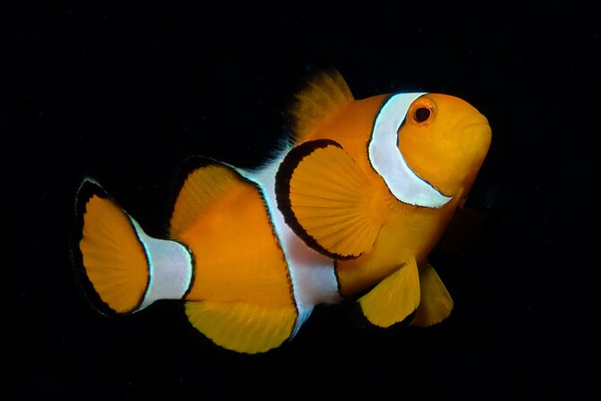 From Phi Phi: Half Day Discover Scuba (2 Dives) - The five-hour rhythm from Phi Phi Don