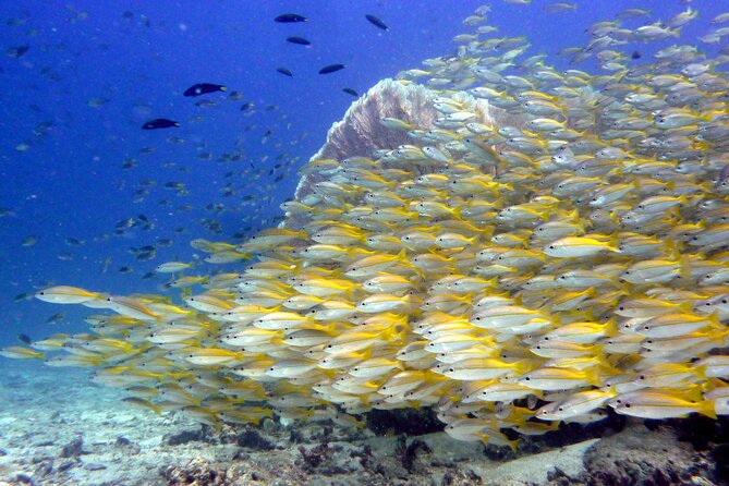 From Phi Phi: Half Day Discover Scuba (2 Dives) - Who should book this half-day program