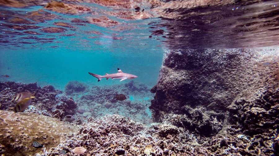 From Phi Phi: Sunrise Maya Bay, Pileh Lagoon Speedboat Tour - Price and value at $53