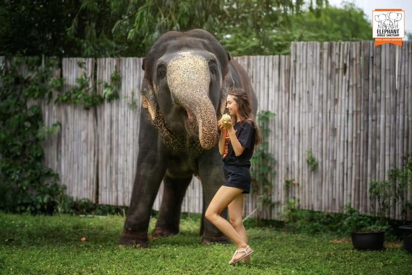From Phuket: Elephant Jungle Sanctuary Feed and Shower Trip - Feeding time sets the tone