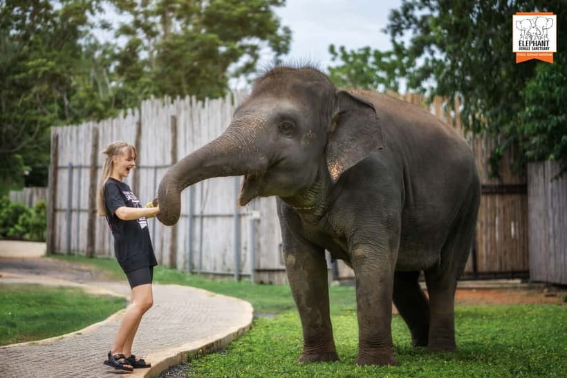 From Phuket: Elephant Jungle Sanctuary Feed and Shower Trip - Washing elephants under artificial rain