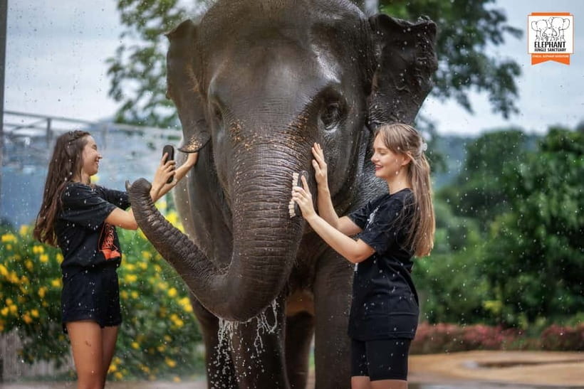 From Phuket: Elephant Jungle Sanctuary Feed and Shower Trip - Photos, snacks, and the small touches