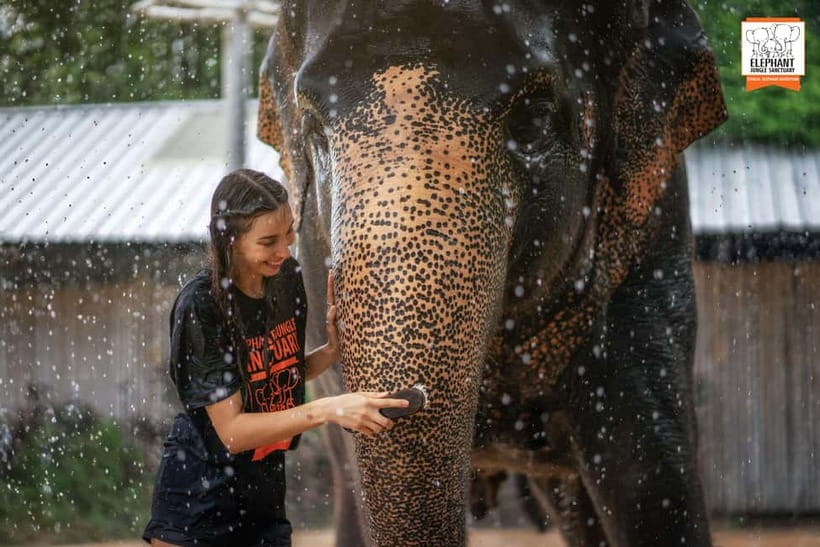 From Phuket: Elephant Jungle Sanctuary Feed and Shower Trip - Should you book the Feed and Shower Trip?