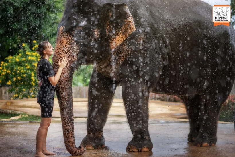From Phuket: Elephant Jungle Sanctuary Feed and Shower Trip - FAQ