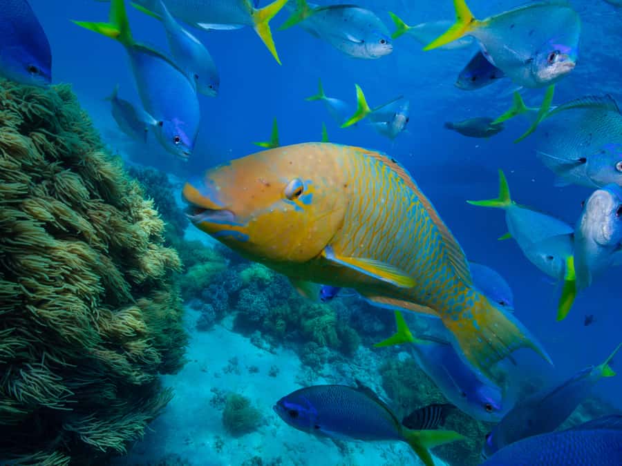 From Samui: Koh Tao and Nangyuan Snorkeling Tour Day Trip - Koh Nangyuan’s narrow beaches and island views
