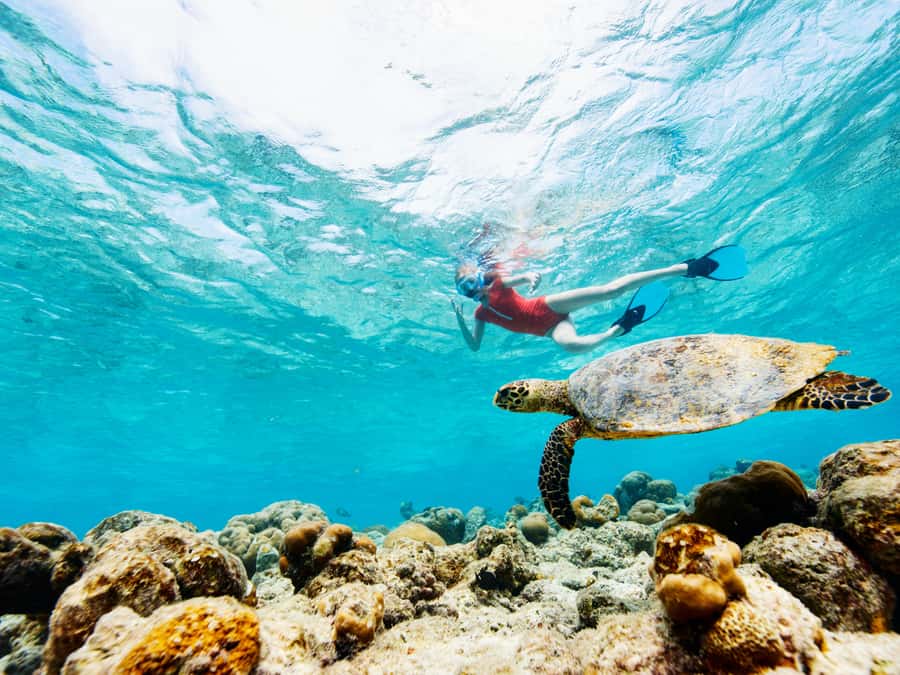 From Samui: Koh Tao and Nangyuan Snorkeling Tour Day Trip - Snorkeling around Koh Tao