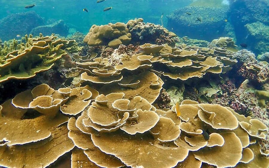 Full-Day Koh Lipe 5 points Snorkeling (East Zone) with Lunch - Key points at a glance