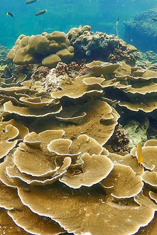 Full-Day Koh Lipe 5 points Snorkeling (East Zone) with Lunch - What this Koh Lipe snorkeling day is really like