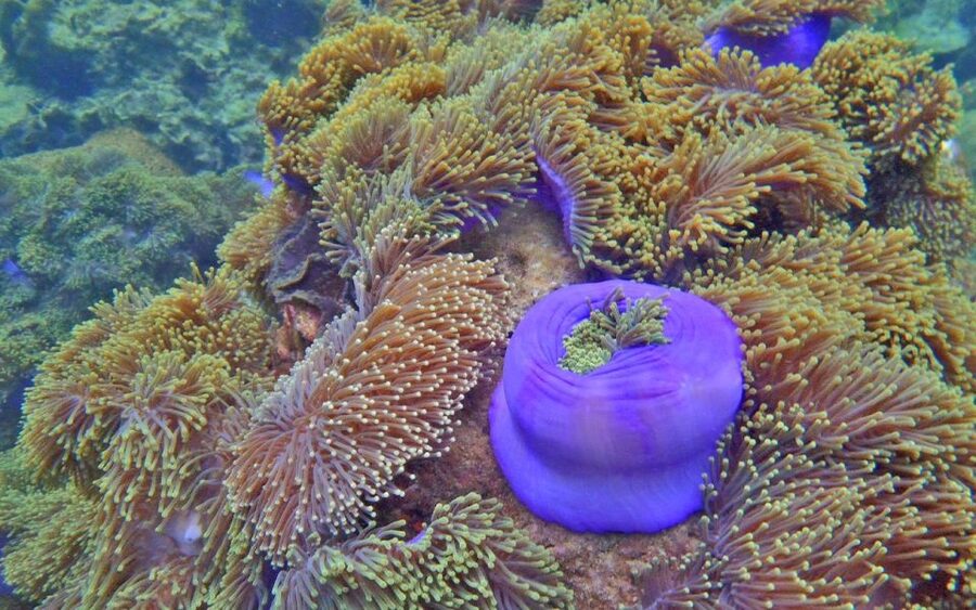 Full-Day Koh Lipe 7 points Snorkeling Experience with Lunch - What the $28 price really covers