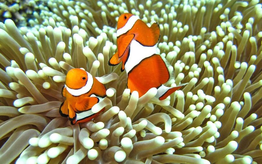 Full-Day Koh Lipe 7 points Snorkeling Experience with Lunch - Koh Ro Kloy’s pale beach and shallow water