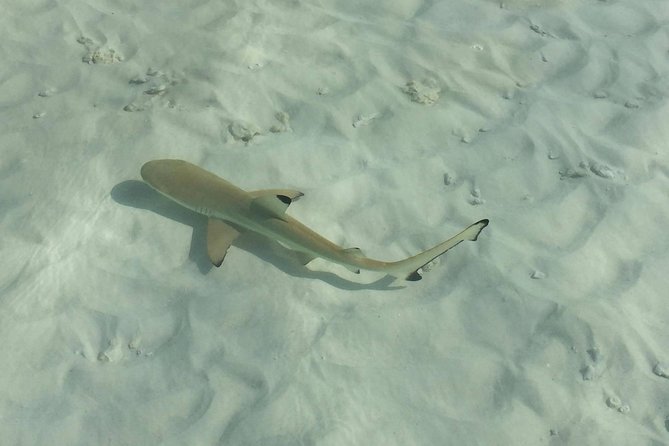 Full-Day Phi Phi Islands Tour with Lunch from Krabi - Monkey Beach, with an important wildlife rule