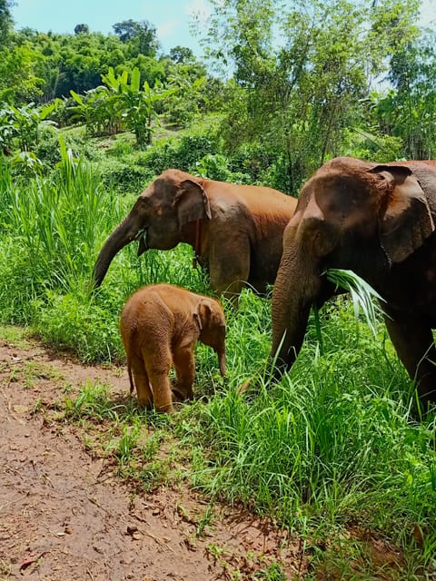 Full-day with CHIANGMAI ELEPHANT CARE and Sticky waterfall - Key points to know before booking