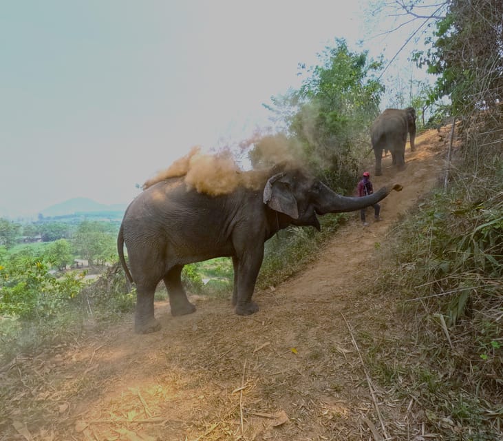Full-day with CHIANGMAI ELEPHANT CARE and Sticky waterfall - Spending time with elephants at Chiangmai Elephant Care