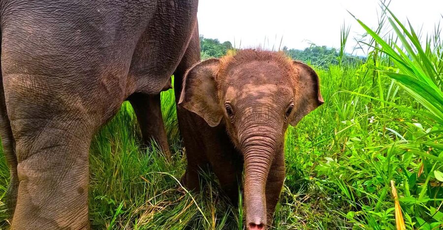 Full-day with CHIANGMAI ELEPHANT CARE and Sticky waterfall - Bathing elephants in the river