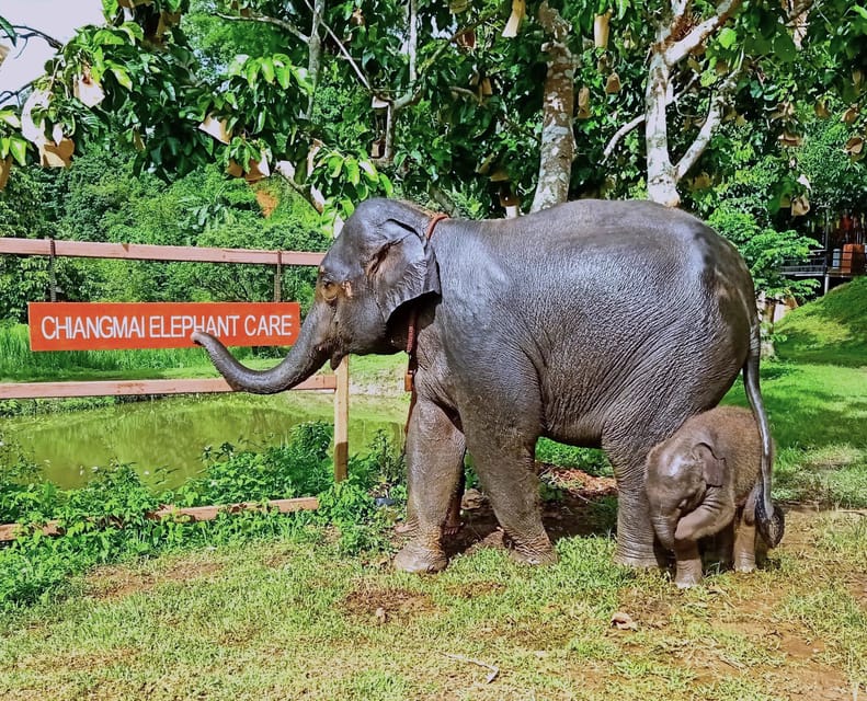 Full-day with CHIANGMAI ELEPHANT CARE and Sticky waterfall - What the $62 price really covers
