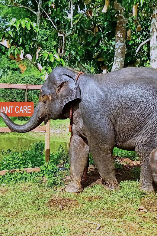 Full-day with CHIANGMAI ELEPHANT CARE and Sticky waterfall - Who will enjoy this experience most