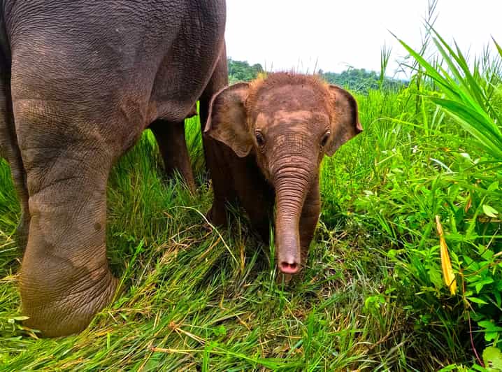 Full-day with CHIANGMAI ELEPHANT CARE and Sticky waterfall - Feeding, medicine balls, and close contact
