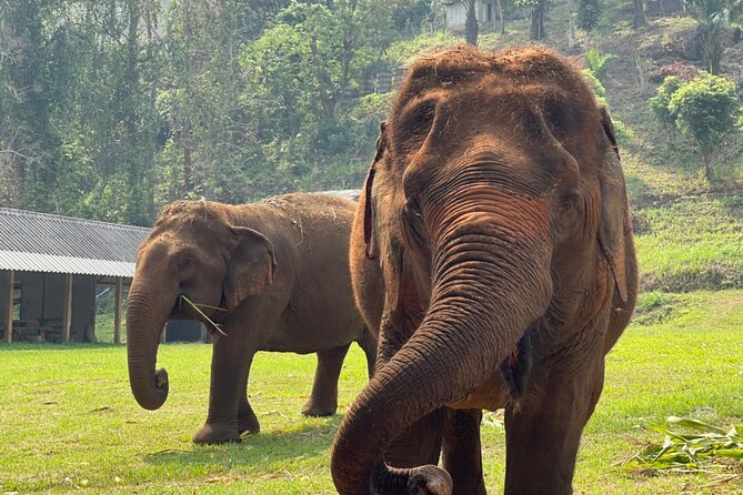Half-Day Elephant Experience at Rantong - Meeting rescued elephants at Ran-Tong