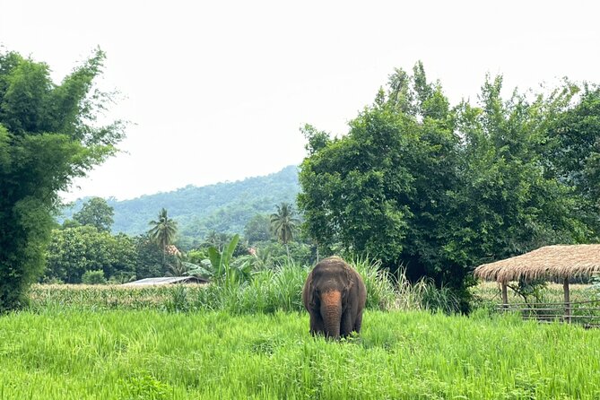 Half-Day Elephant Experience at Rantong - Elephant school and making vitamins