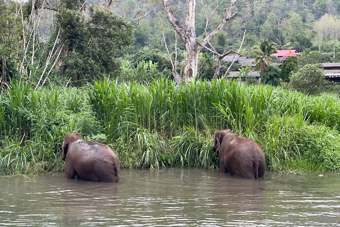 Half-Day Elephant Experience at Rantong - Bathing the elephants
